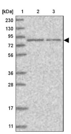 HOOK3 Antibody, Novus Biologicals 25 &mu;L; Unlabeled:Antibodies, Polyclonal