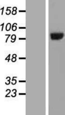 Novus Biologicals&trade;&nbsp;HOOK3 Overexpression Lysate