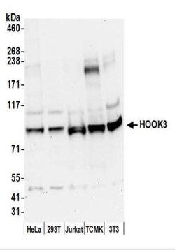 HOOK3 Antibody, Novus Biologicals 0.1mg:Antibodies, Polyclonal