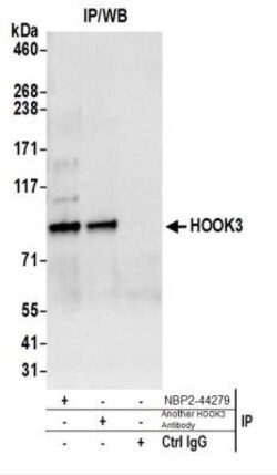 HOOK3 Antibody, Novus Biologicals 0.1mg:Antibodies, Polyclonal