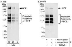Host Cell Factor 1/HCFC1 Antibody, Novus Biologicals 0.1mL; Unlabeled:Antibodies,