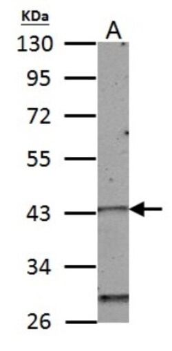 HOXC10 Antibody, Novus Biologicals 0.1mL; Unlabeled:Antibodies, Polyclonal