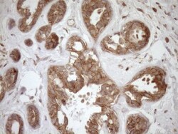 HOXC10 Antibody (OTI5C10), Novus Biologicals 0.1mL; Unlabeled:Antibodies,