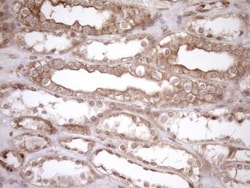HOXC10 Antibody (OTI5C10), Novus Biologicals 0.1mL; Unlabeled:Antibodies,