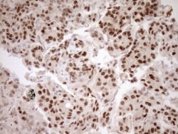 HOXC10 Antibody (OTI5C10), Novus Biologicals 0.1mL; Unlabeled:Antibodies,