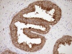 HOXC10 Antibody (OTI5C10), Novus Biologicals 0.1mL; Unlabeled:Antibodies,