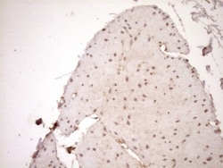 HOXC10 Antibody (OTI5C10), Novus Biologicals 0.1mL; Unlabeled:Antibodies,