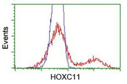 HOXC11 Antibody (OTI3E10), Novus Biologicals 0.1mL; Unlabeled:Antibodies,