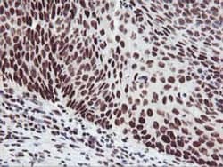 HOXC11 Antibody (OTI3E10), Novus Biologicals 0.1mL; Unlabeled:Antibodies,