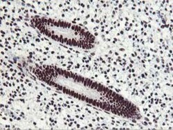 HOXC11 Antibody (OTI3E10), Novus Biologicals 0.1mL; Unlabeled:Antibodies,