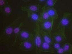 HP1 alpha Antibody, Novus Biologicals 0.1mL; Unlabeled:Antibodies, Polyclonal