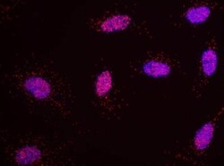 HP1 alpha Antibody, Novus Biologicals 0.1mL; Unlabeled:Antibodies, Polyclonal