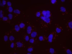 HP1 alpha Antibody, Novus Biologicals 0.1mL; Unlabeled:Antibodies, Polyclonal