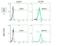 HPa1 Antibody (DHIC2-2C12), Novus Biologicals 0.1mL; Unlabeled:Antibodies,
