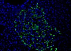 HPa1 Antibody (DHIC2-2C12), Novus Biologicals 0.1mL; Unlabeled:Antibodies,