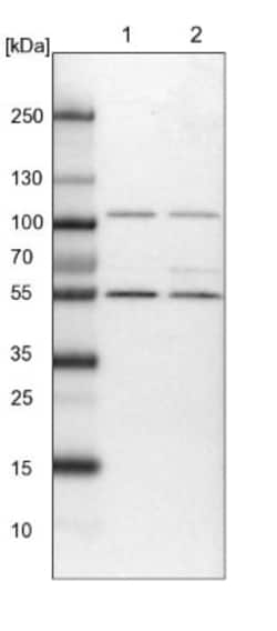 HPCL Antibody, Novus Biologicals:Antibodies:Primary Antibodies