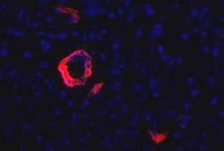 HPd1 Antibody (DHIC2-4A10), Novus Biologicals 0.1mL; Unlabeled:Antibodies,