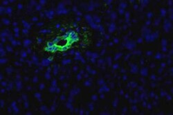 HPd2 Antibody (DHIC2-5H10), Novus Biologicals:Antibodies:Primary Antibodies
