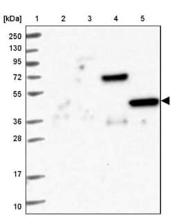 HPD Antibody, Novus Biologicals:Antibodies:Primary Antibodies