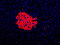 HPi3 Antibody (HIC1-7H10), Novus Biologicals 0.1mL; Unlabeled:Antibodies,