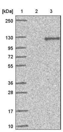 HPS3 Antibody, Novus Biologicals 25 &mu;L, Unconjugated:Antibodies, Polyclonal