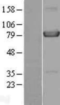 Novus Biologicals™ HPS4 Overexpression Lysate