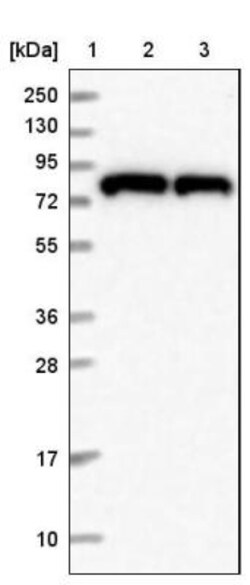 HPS6 Antibody, Novus Biologicals:Antibodies:Primary Antibodies