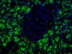 HPx2 Antibody (HIC1-1C10), Novus Biologicals:Antibodies:Primary Antibodies