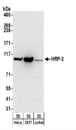 HRP-2 Antibody, Novus Biologicals 0.1mg; Unlabeled:Antibodies