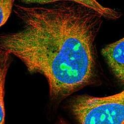 HS1BP3 Antibody, Novus Biologicals:Antibodies:Primary Antibodies