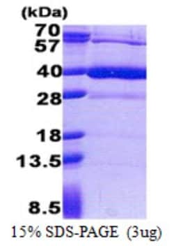 Novus Biologicals&trade;&nbsp;Recombinant Human Heparan Sulfate 3-O-Sulfotransferase 1/HS3ST1 His Protein