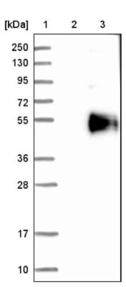 HS3ST5 Antibody, Novus Biologicals:Antibodies:Primary Antibodies