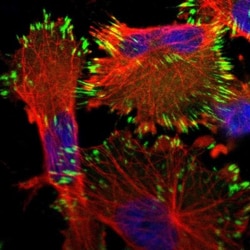 HS3ST5 Antibody, Novus Biologicals:Antibodies:Primary Antibodies