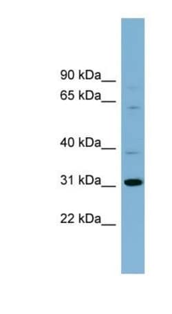 HS747E2A Antibody, Novus Biologicals:Antibodies:Primary Antibodies