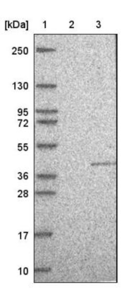 HS747E2A Antibody, Novus Biologicals 25 &mu;L; Unlabeled:Antibodies, Polyclonal
