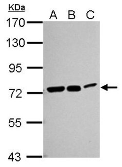 HSPA8/HSC71/Hsc70 Antibody, Novus Biologicals 0.1 mL | Buy Online | Novus Biologicals | Fisher Scientific
