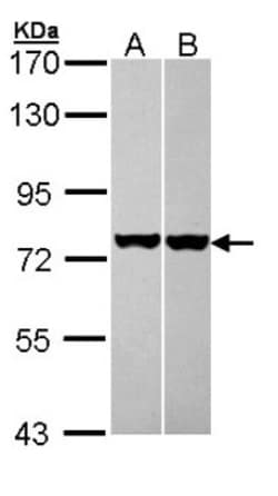 HSPA8/HSC71/Hsc70 Antibody, Novus Biologicals 0.1 mL | Buy Online | Novus Biologicals | Fisher Scientific