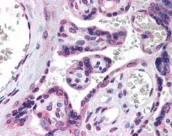 HSD3B1 Antibody (FDO66Q), Novus Biologicals:Antibodies:Primary Antibodies