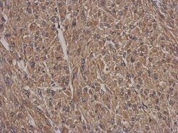 HSF2BP Antibody, Novus Biologicals 0.1mL; Unlabeled:Antibodies, Polyclonal