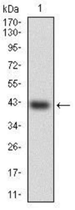 HSF4 Antibody (2E7) - BSA Free, Novus Biologicals 0.1mL; Unlabeled:Antibodies,