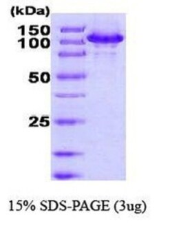 Novus Biologicals&trade;&nbsp;Recombinant Human HSPH1/HSP105 His Protein