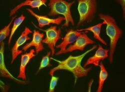 HSP27 Antibody (6H11), Novus Biologicals 0.025mL; Unlabeled:Antibodies,