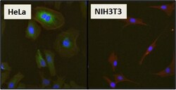 HSP27 Antibody, Novus Biologicals 0.025 mg, Unconjugated:Antibodies, Polyclonal