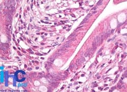 HSP27 Antibody, Novus Biologicals 0.1mg; Unlabeled:Antibodies, Polyclonal