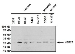 HSP27 Antibody, Novus Biologicals 0.025 mg, Unconjugated:Antibodies, Polyclonal