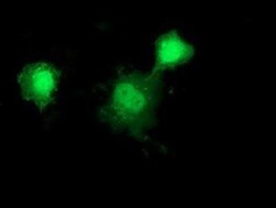 HSP40/DNAJB1 Antibody (OTI1F9), Novus Biologicals 0.1mL; Unlabeled:Antibodies,