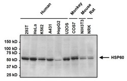 HSP60 Antibody (2E1/53), Novus Biologicals 0.1mg; Unlabeled:Antibodies,