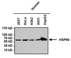 HSP60 Antibody (4B9/89) - Azide and BSA Free, Novus Biologicals 0.025 mg,