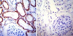 HSP60 Antibody (2E1/53), Novus Biologicals 0.1mg; Unlabeled:Antibodies,
