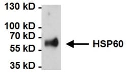 HSP60 Antibody (2E1/53), Novus Biologicals 0.1mg; Unlabeled:Antibodies,